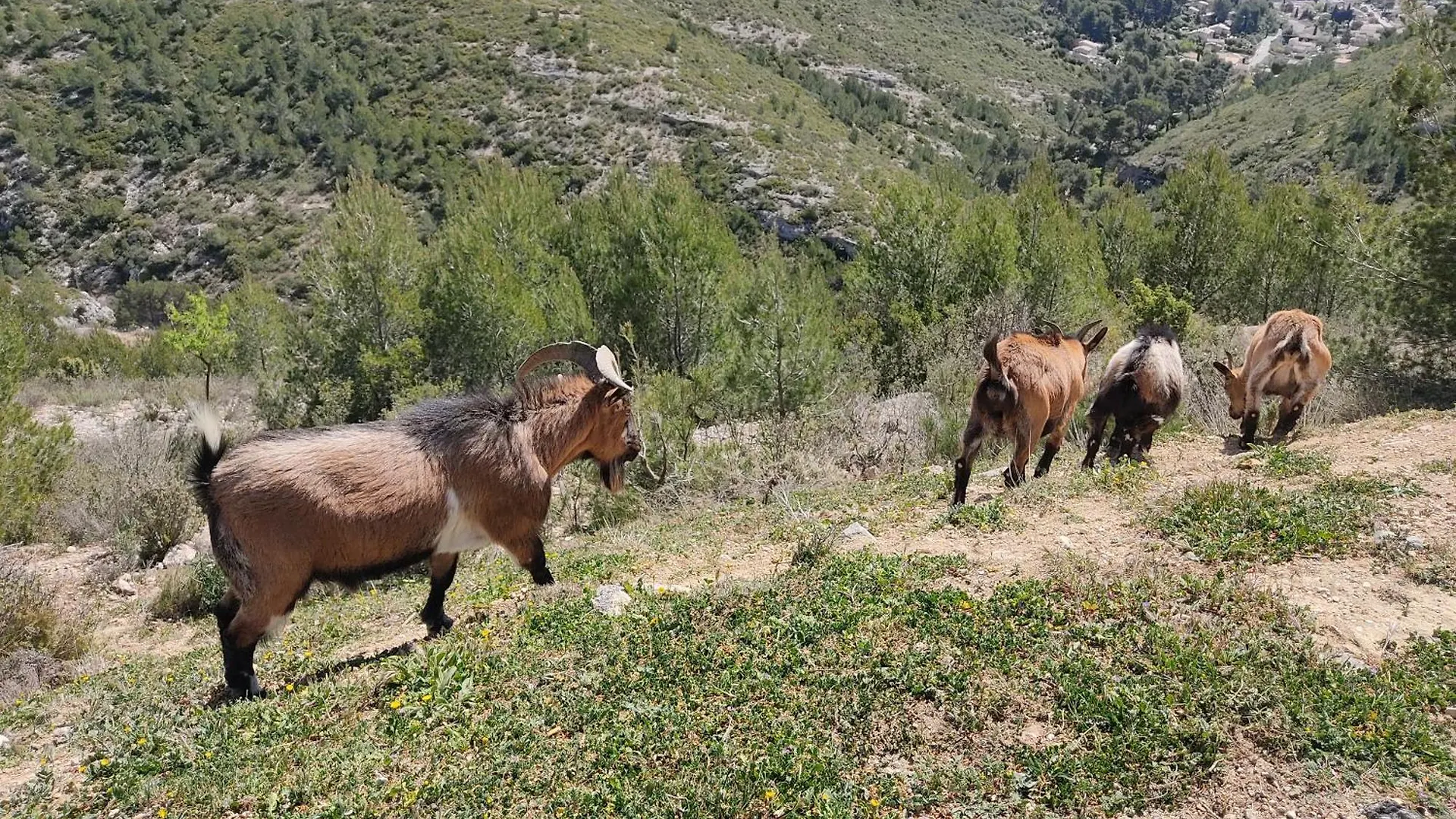 Spacious, Quiet With Stunning Pine Forest Views Marseille France
